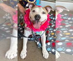 Small #8 American Pit Bull Terrier Mix