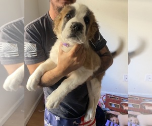Saint Bernard Puppy for sale in ANAHEIM, CA, USA