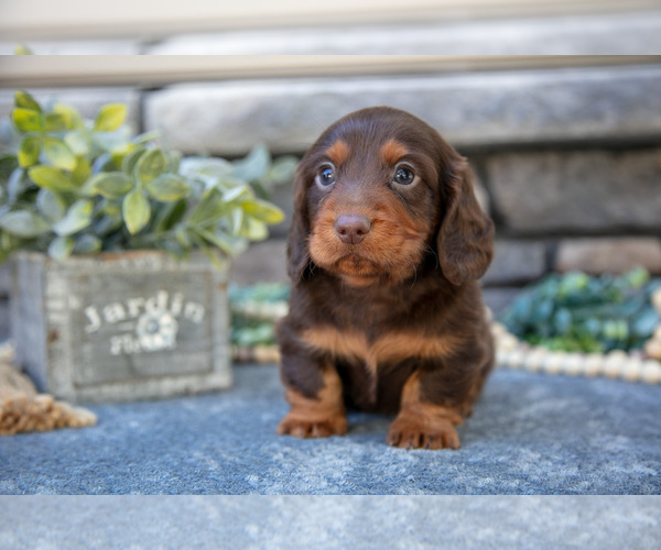 Medium Photo #2 Dachshund Puppy For Sale in SUGARCREEK, OH, USA