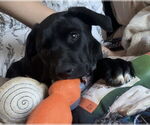 Small #6 Labrador Retriever Mix