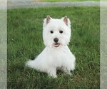Small Photo #1 West Highland White Terrier Puppy For Sale in SYRACUSE, IN, USA