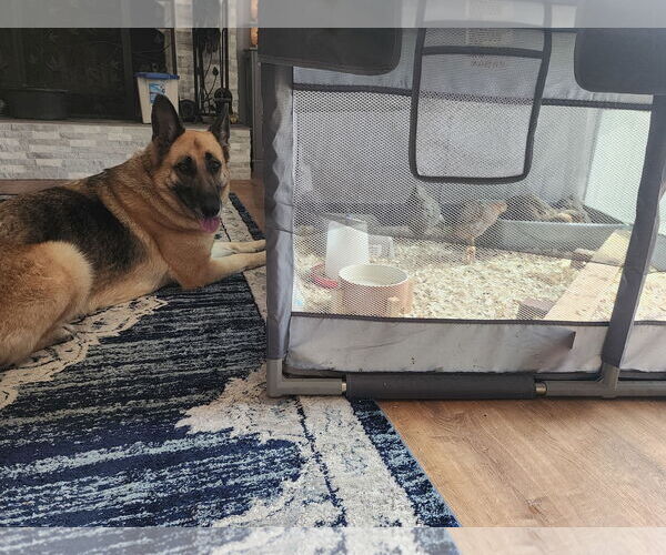 Medium Photo #2 German Shepherd Dog Puppy For Sale in La Grange , NC, USA
