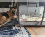 Small #1 German Shepherd Dog