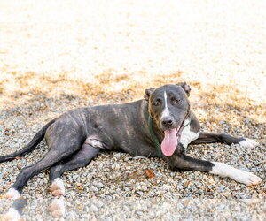 Happy - Male Labrador Retriever-Unknown Mix Dog for Adoption - Photo #4