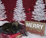 Small Photo #10 Mastiff Puppy For Sale in TITUSVILLE, FL, USA