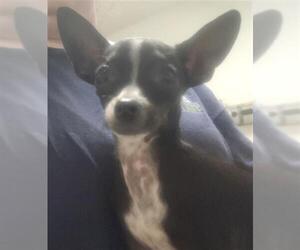 Chihuahua Dogs for adoption in Bakersfield, CA, USA