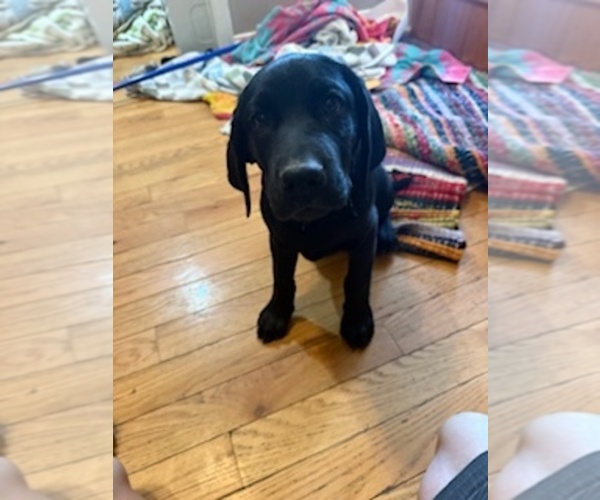 Medium Photo #1 Labrador Retriever Puppy For Sale in BEAVER, WV, USA