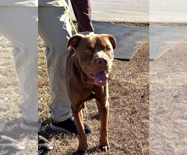 Medium Photo #4 Labrador Retriever-Unknown Mix Puppy For Sale in Candler, NC, USA