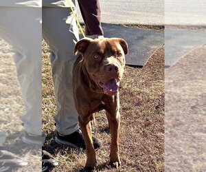 Buddy - Male Labrador Retriever-Unknown Mix Dog for Adoption - Photo #4