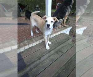 Cypress - Male Shepradors Dog for Adoption - Photo #28