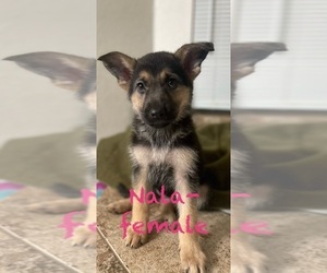 German Shepherd Dog Puppy for sale in LANCASTER, CA, USA