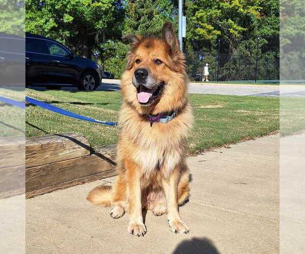 Medium Photo #1 German Shepherd Dog-Unknown Mix Puppy For Sale in Bethesda, MD, USA