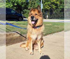 Medium German Shepherd Dog Mix
