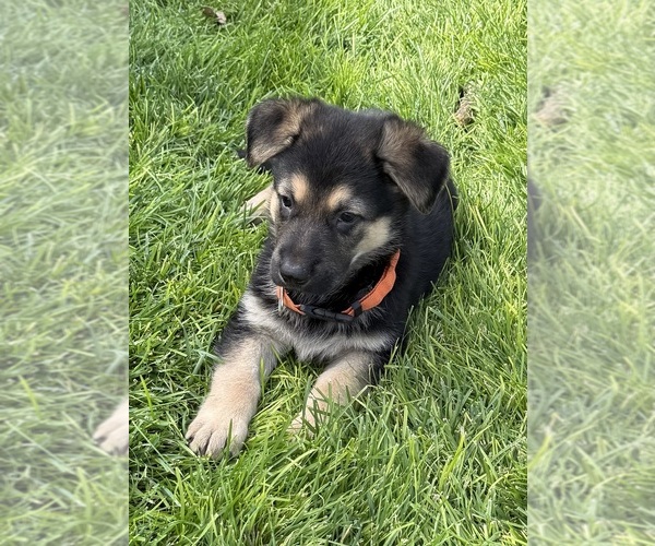 Medium Photo #6 German Shepherd Dog Puppy For Sale in BRIGHTON, CO, USA