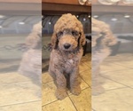 Puppy Brave Goldendoodle