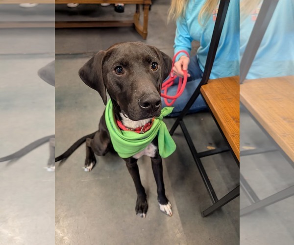 Medium Photo #1 Labrador Retriever-Unknown Mix Puppy For Sale in Holly Springs, NC, USA