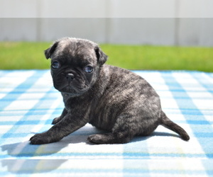 Pug Puppy for sale in PALM COAST, FL, USA