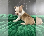 Puppy Gimli AKC Boston Terrier