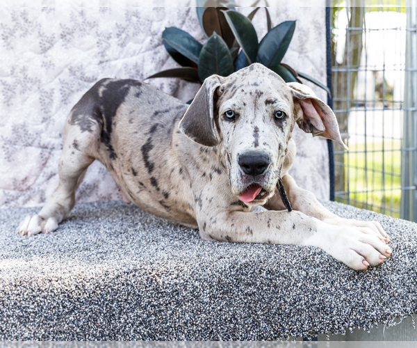 Medium Photo #4 Great Dane Puppy For Sale in WAKARUSA, IN, USA