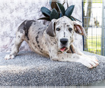 Small #3 Great Dane