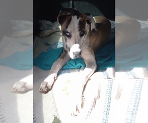 Great Dane Puppy for sale in WASHOUGAL, WA, USA