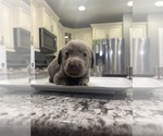 Puppy Purple Labrador Retriever