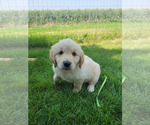 Puppy Light Green Golden Retriever