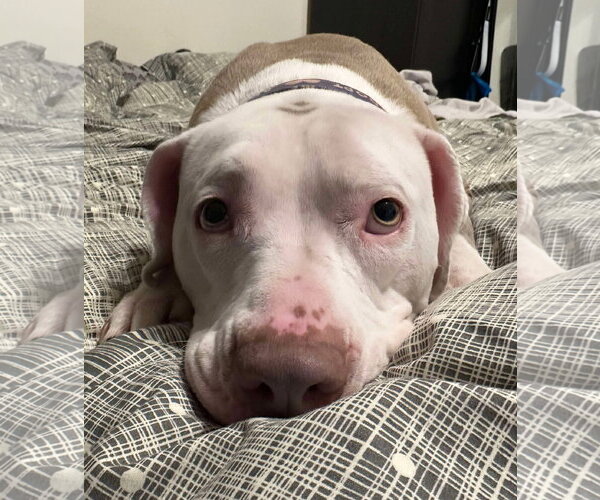 Medium Photo #10 American Pit Bull Terrier-Unknown Mix Puppy For Sale in Germantown, OH, USA