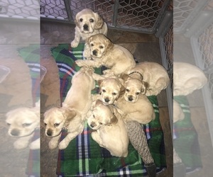 Cocker Spaniel Puppy for Sale in RATCLIFF, Arkansas USA