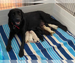 Small Photo #14 Labrador Retriever Puppy For Sale in PALM COAST, FL, USA