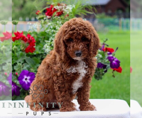Medium Photo #5 Goldendoodle (Miniature) Puppy For Sale in LITITZ, PA, USA