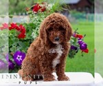 Small #4 Goldendoodle (Miniature)