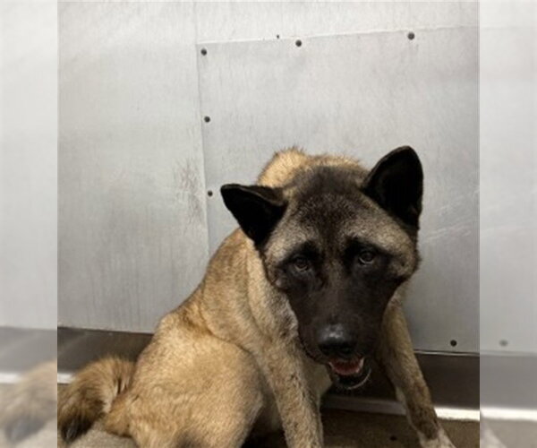 Medium Photo #1 Akita Puppy For Sale in San Bernardino, CA, USA