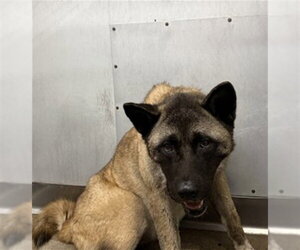 Akita Dogs for adoption in San Bernardino, CA, USA