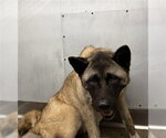 Small Akita