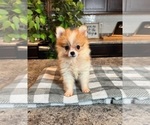 Small Photo #3 Pomeranian Puppy For Sale in INDIANAPOLIS, IN, USA