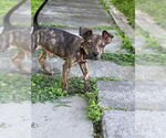 Small #13 Mutt