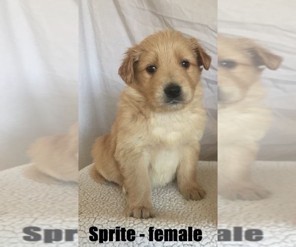 View Ad Border CollieGoldendoodle Mix Puppy for Sale near Tennessee, CLARKRANGE, USA. ADN234183