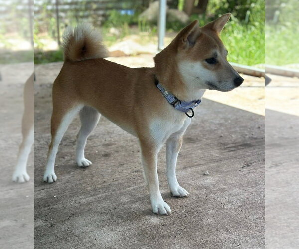 Medium Photo #2 Shiba Inu Puppy For Sale in Oak Bluffs, MA, USA