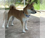 Small #1 Shiba Inu