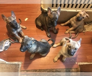 German Shepherd Dog Puppy for sale in SPRING GROVE, PA, USA