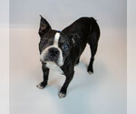 Small #5 Boston Terrier