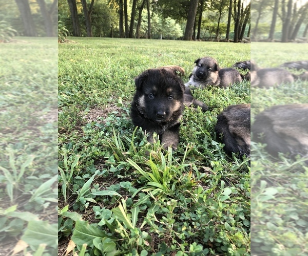 Medium Photo #1 German Shepherd Dog Puppy For Sale in GARLAND, KS, USA