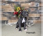 Small Photo #2 Cane Corso Puppy For Sale in MASON, IL, USA