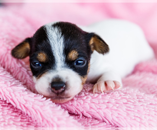 Medium Photo #15 Fox Terrier (Smooth)-Fox Terrier (Toy) Mix Puppy For Sale in WAKARUSA, IN, USA