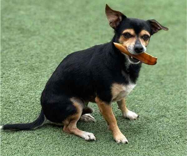 Medium Photo #2 Chihuahua-Unknown Mix Puppy For Sale in La Verne, CA, USA