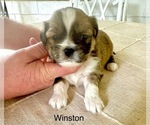 Puppy Winston Lhasa Apso