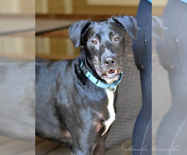 Medium Photo #4 Mutt Puppy For Sale in The Woodlands, TX, USA
