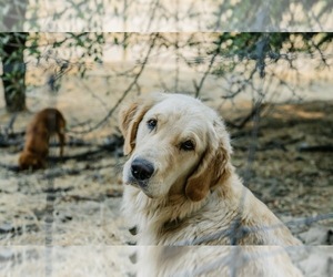 Mother of the Golden Retriever puppies born on 02/06/2026