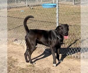 Mastiff-Unknown Mix Dogs for adoption in Conroe, TX, USA